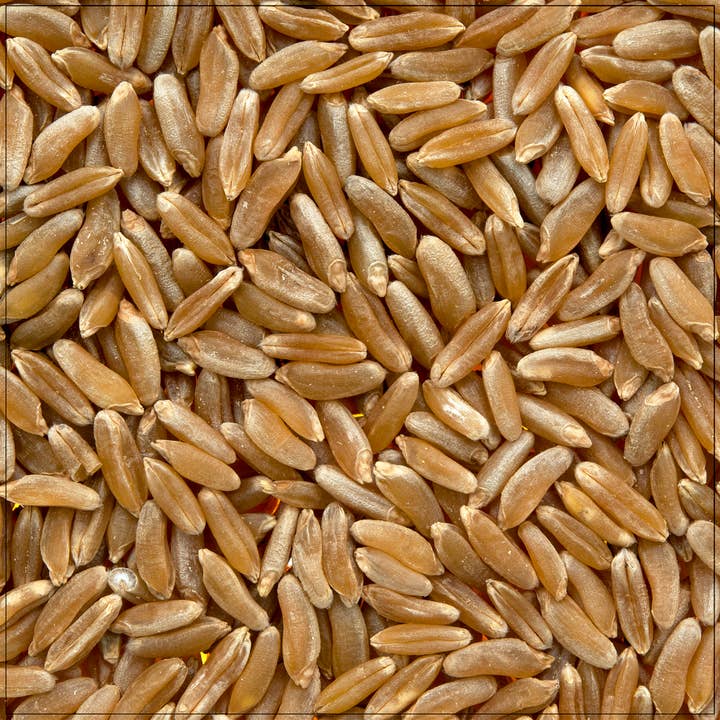 Alive Herbals - Wholesale Herbs - Kamut Berries