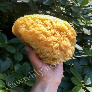Natural sea Sponges for Bathing Soft Greek Honeycomb Sea Sponge for  Body(Yellow, 4 Inches Plus)