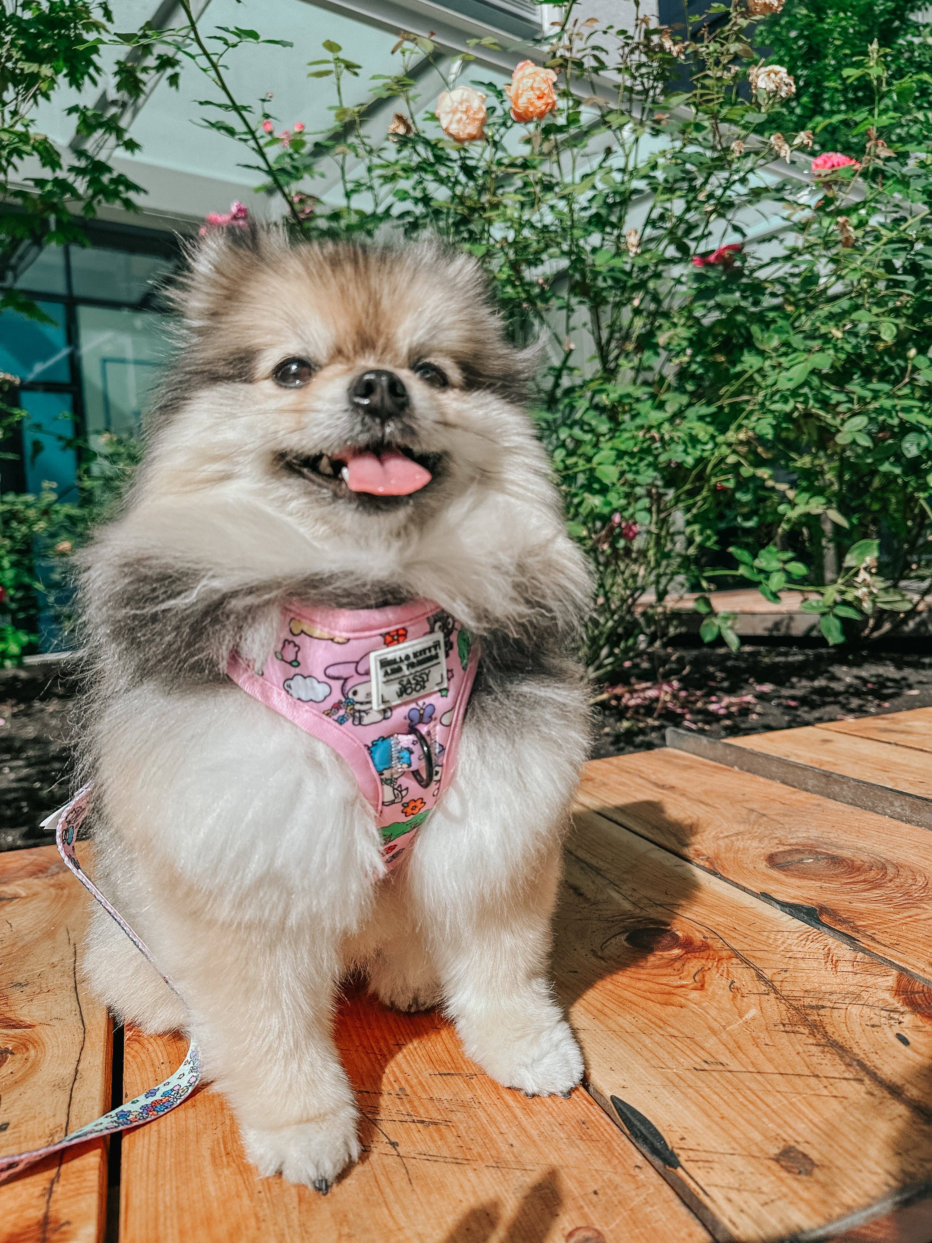 SASSY WOOF - Wholesale Pet Harness - Dog - Dog Adjustable Harness - Hello Kitty® & Friends Flower Festival7