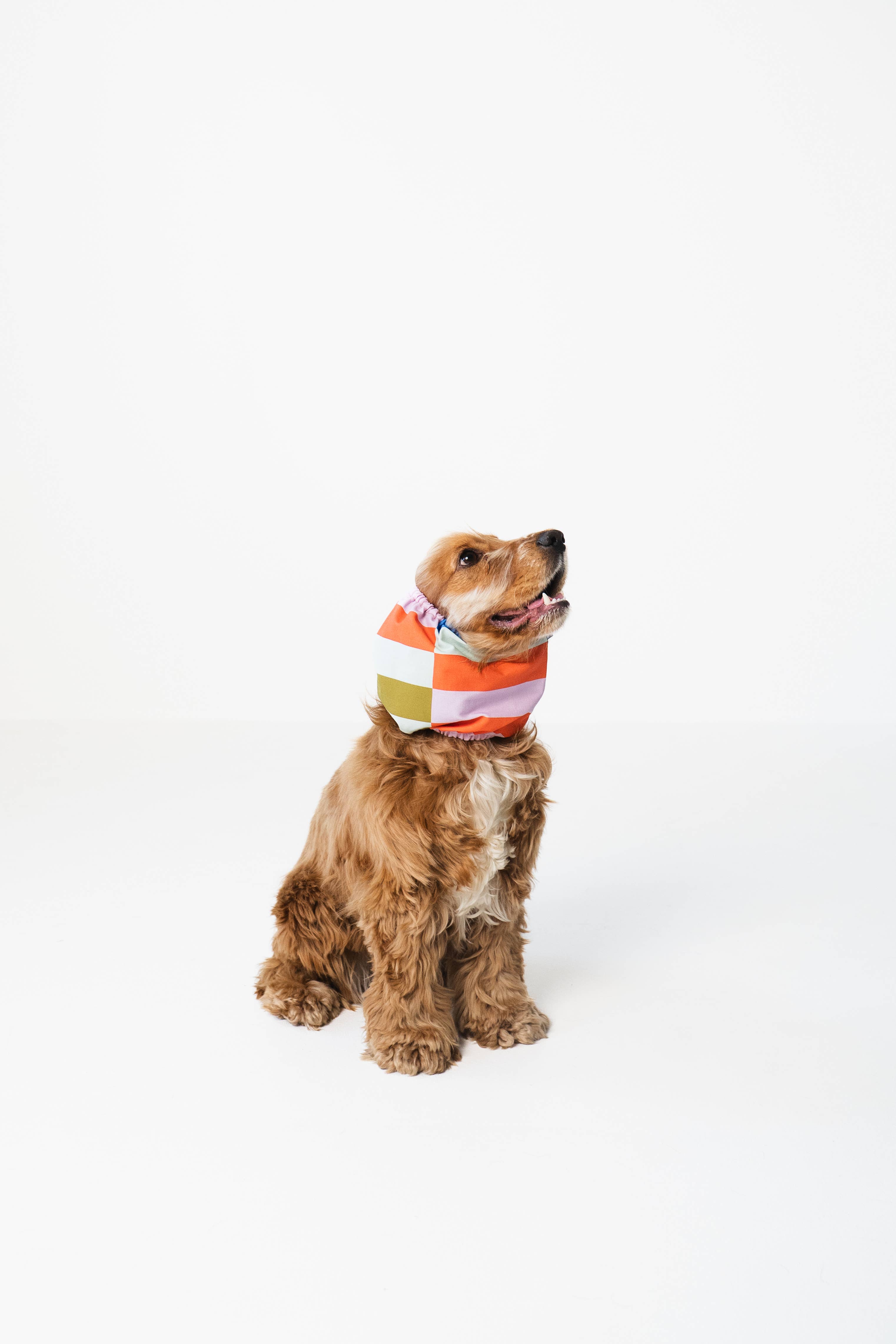 Lou and co. – Engroshandel Halsedisse - Hund – Hundesnood med striber