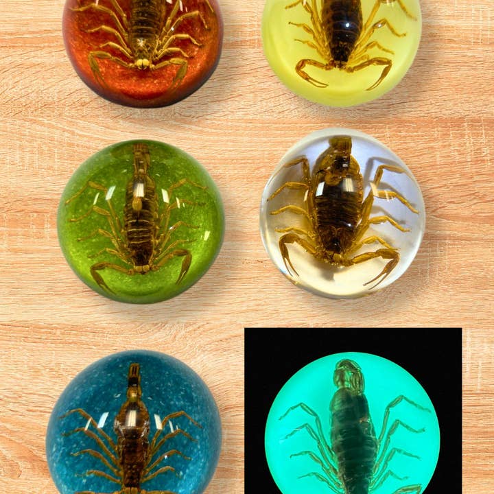 Small Half Dome Scorpion Paperweight and other Purchase Wholesale scorpion. Free Returns & Net 60 Terms on Faire trending on Faire.