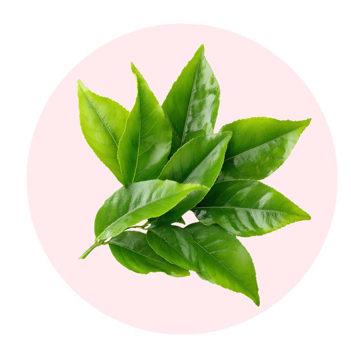 ēma fragrance - Wholesale Solid Perfume - Green Tea Solid Perfume (Refill Pod, 2g) – ēma