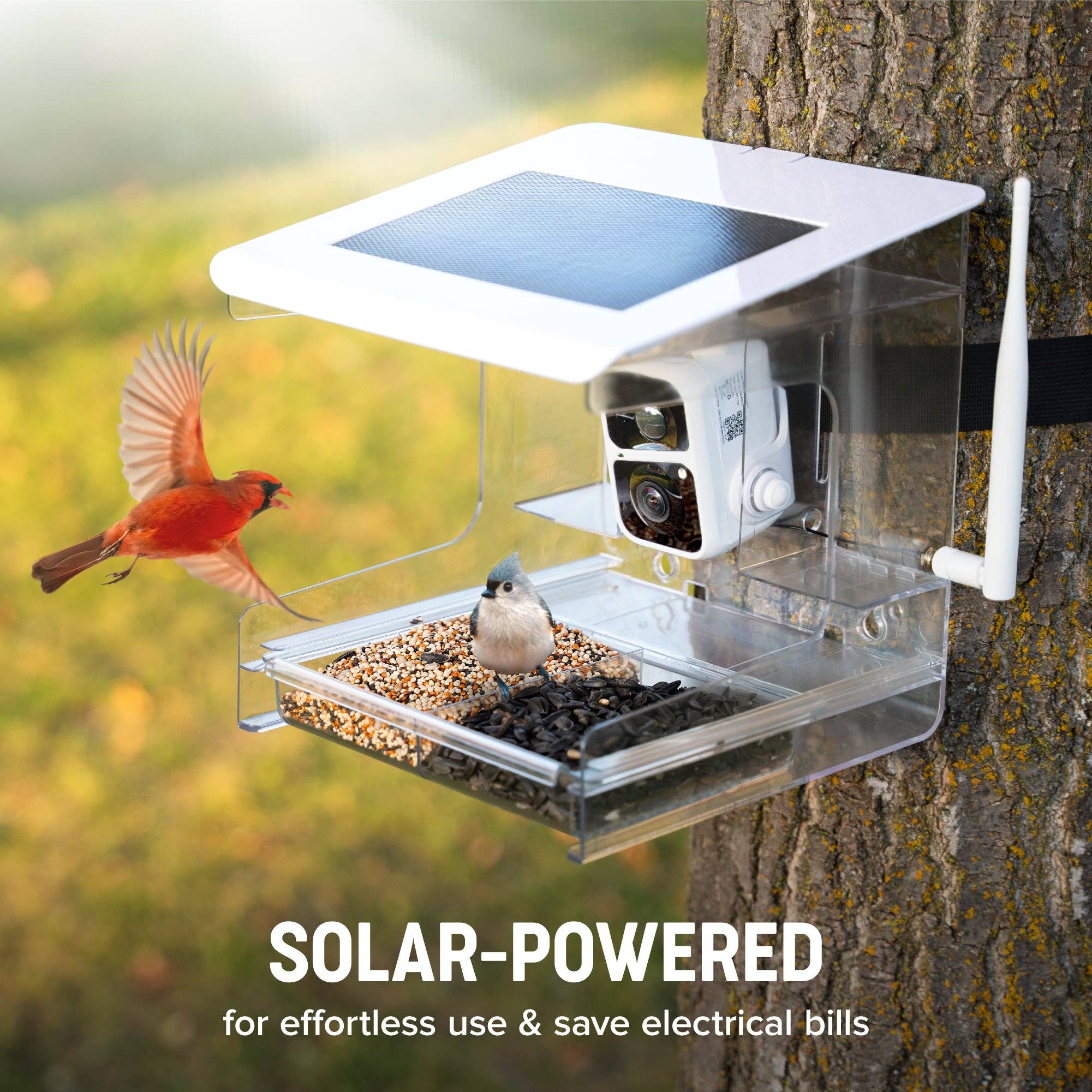 Nature Anywhere - Wholesale Bird Feeder - Nest-Flix Smart Bird Feeder with Camera4