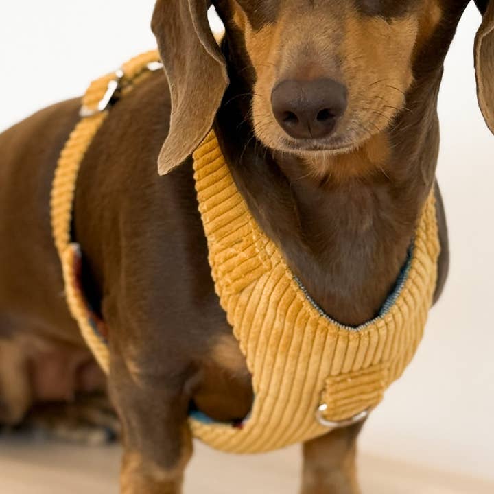 Sele Taz och Koppel Set för wholesale av De La Mur