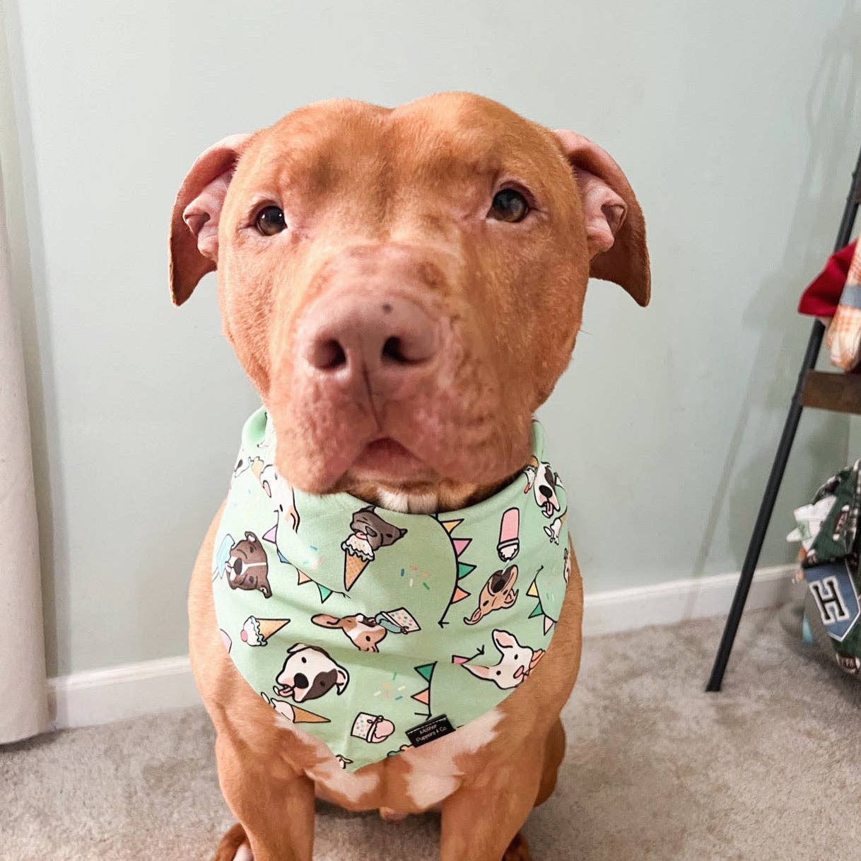 Mother Puppers Co. - Wholesale Pet Bandana - Dog - Pitty Pawty Bandana3