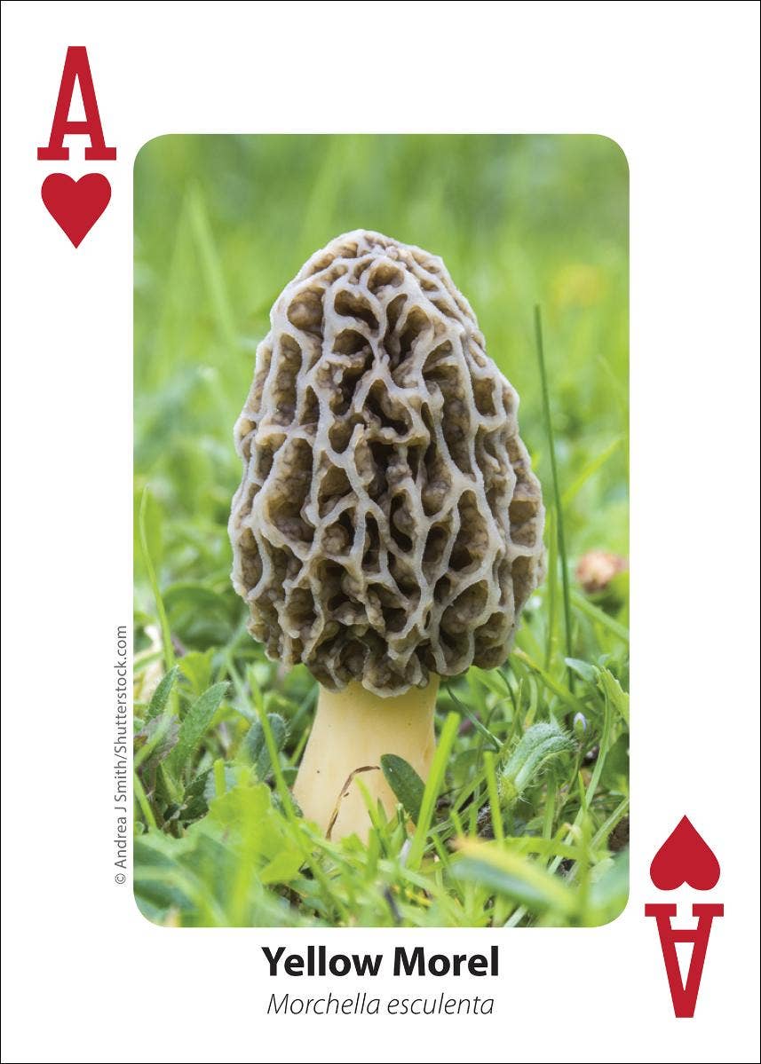 AdventureKEEN - Wholesale Playing Cards - Mushrooms Playing Cards4