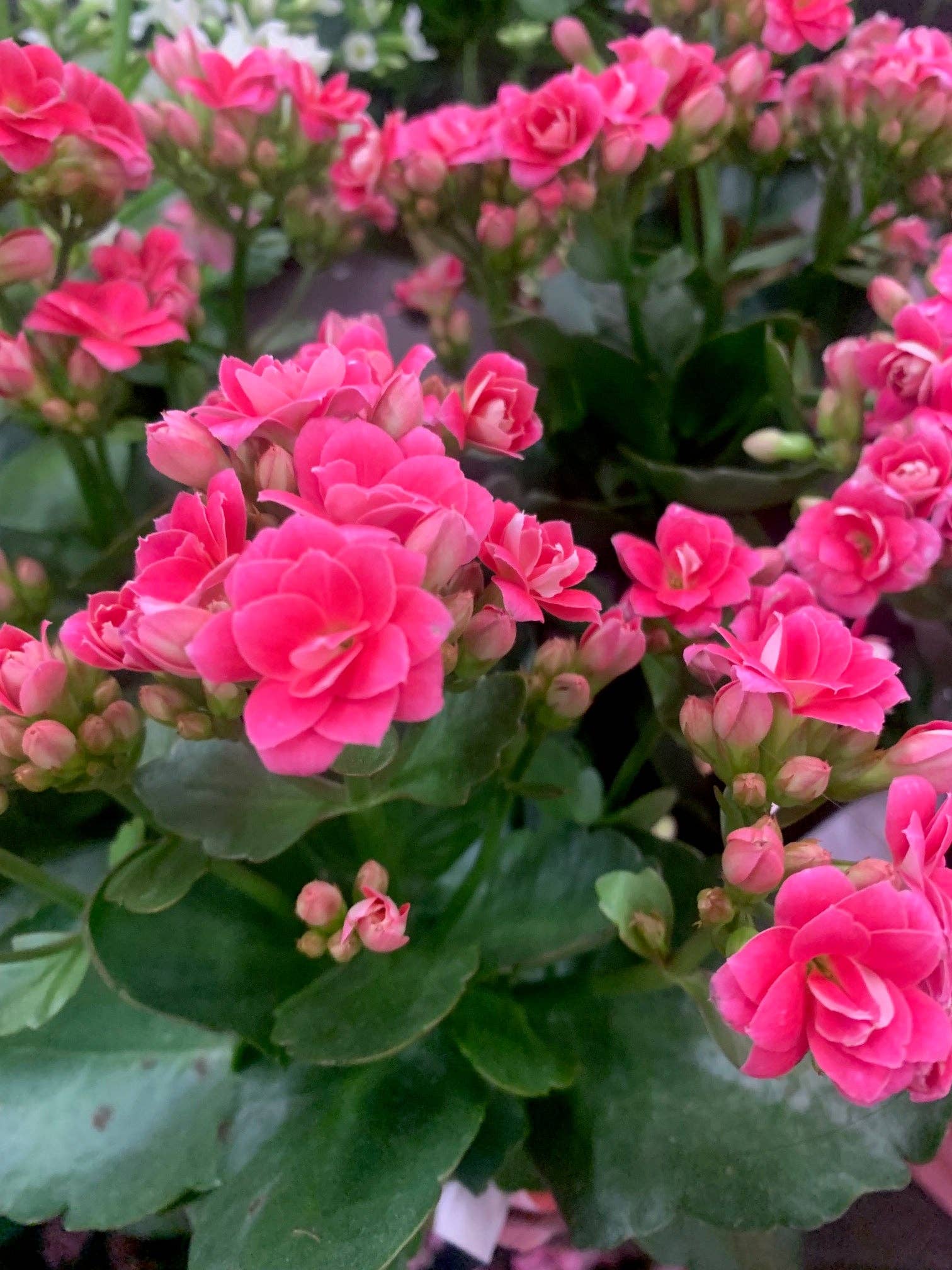 Rooted Hot Pink Double Petal Kalanchoe Plants in pot balcony yard or outdoor for wholesale on Faire1