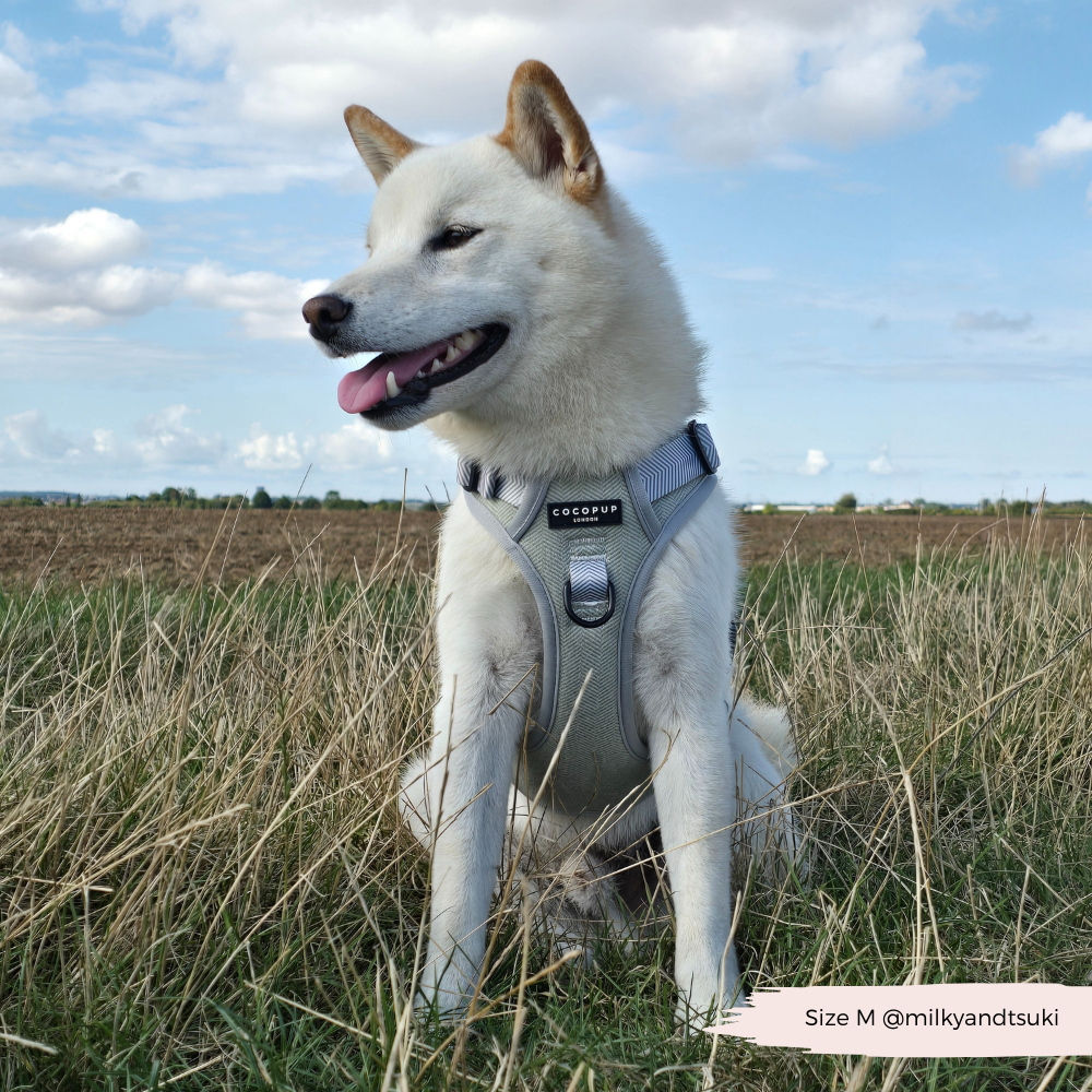 Cocopup London - Wholesale Tuig voor huisdieren - Hond - Verken Harness - Salie Tweed14