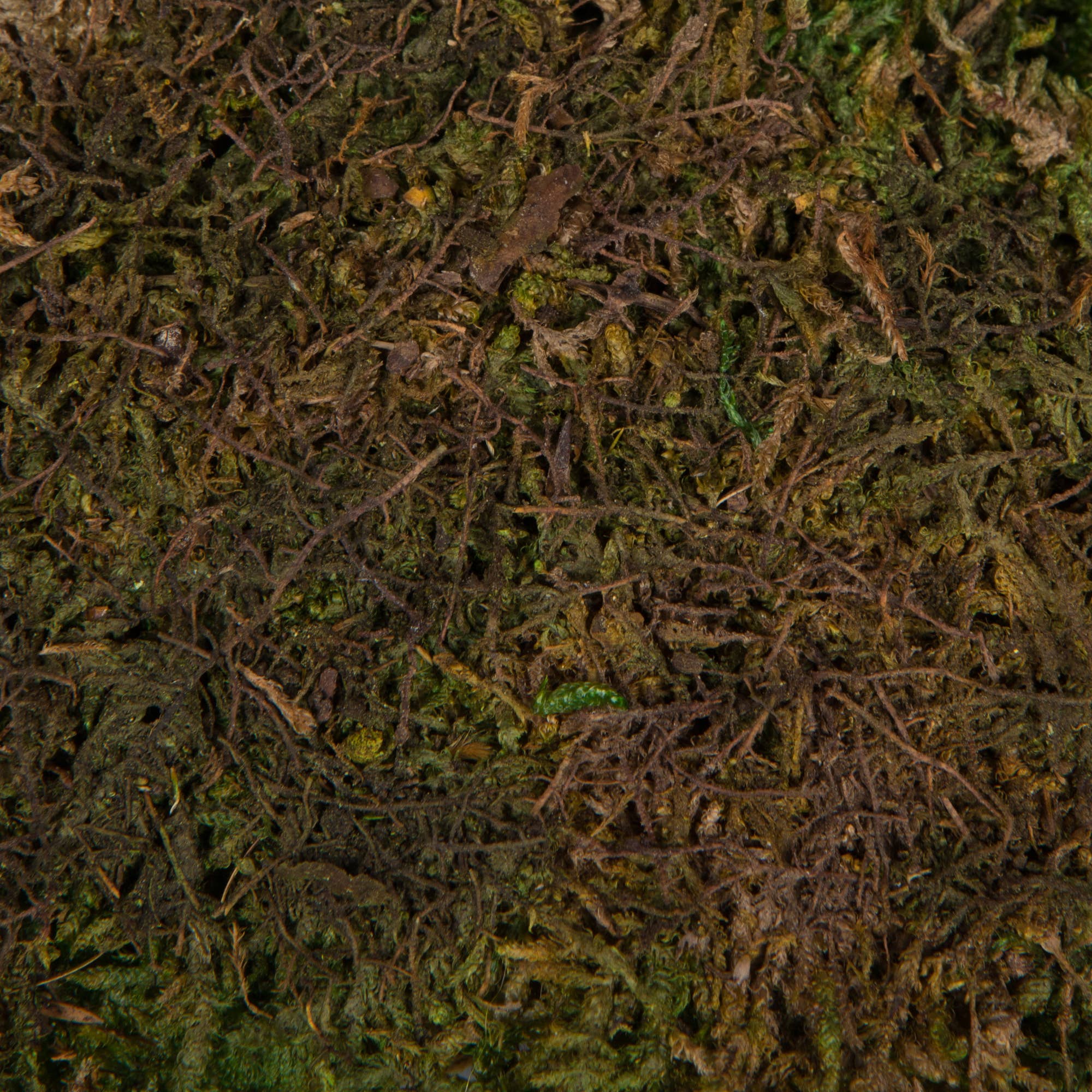 Vickerman Tray of Green Sheet Moss, Preserved for wholesale on Faire2