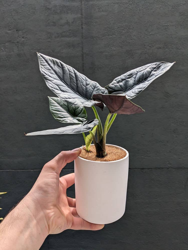 Eché pots - Wholesale Plant pot - Cylinder Indoor Plant Pot - Handmade in Australia12