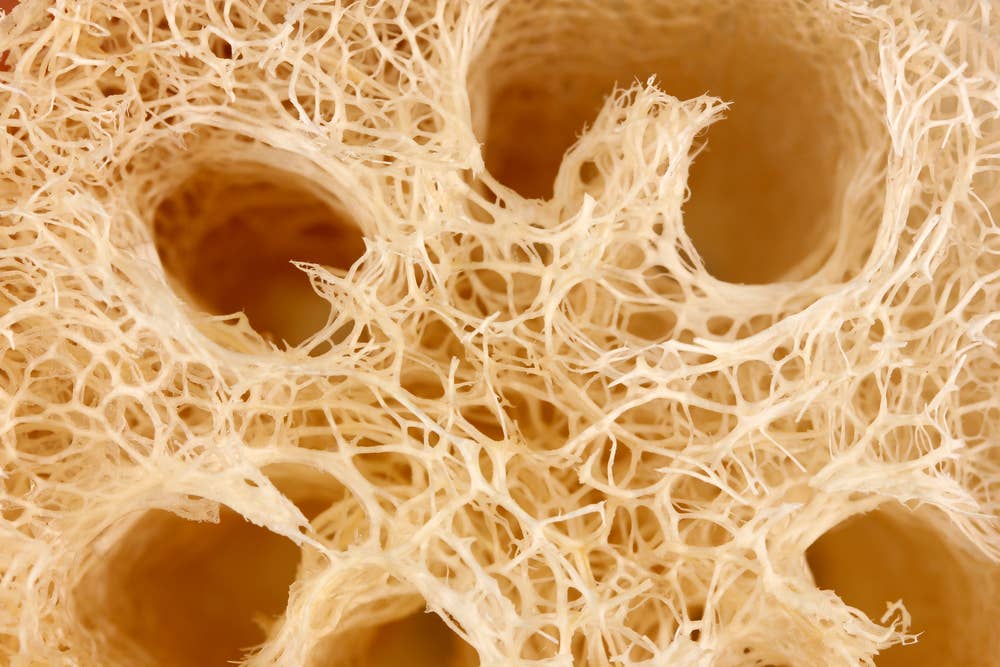 Appia Luffa - Vente Luffa - Éponge plante entière de loofah égyptien (50-60 cm)5