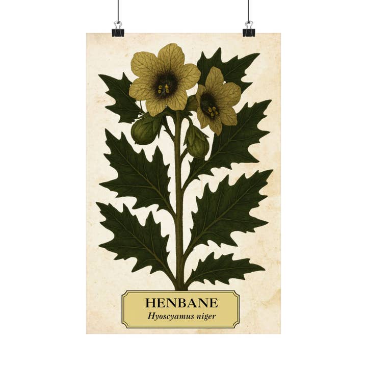 Henbane Botanical Art Print for wholesale by Ye Curiosity Shoppe