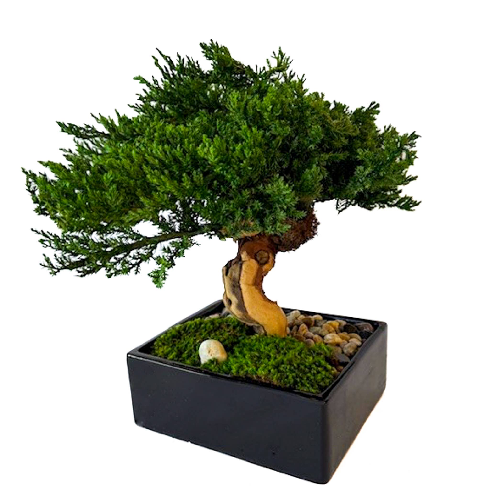 Forever Green Art – wholesale Konstgjord växt – Konserverad Monterey-bonsai i en svart keramikkruka1