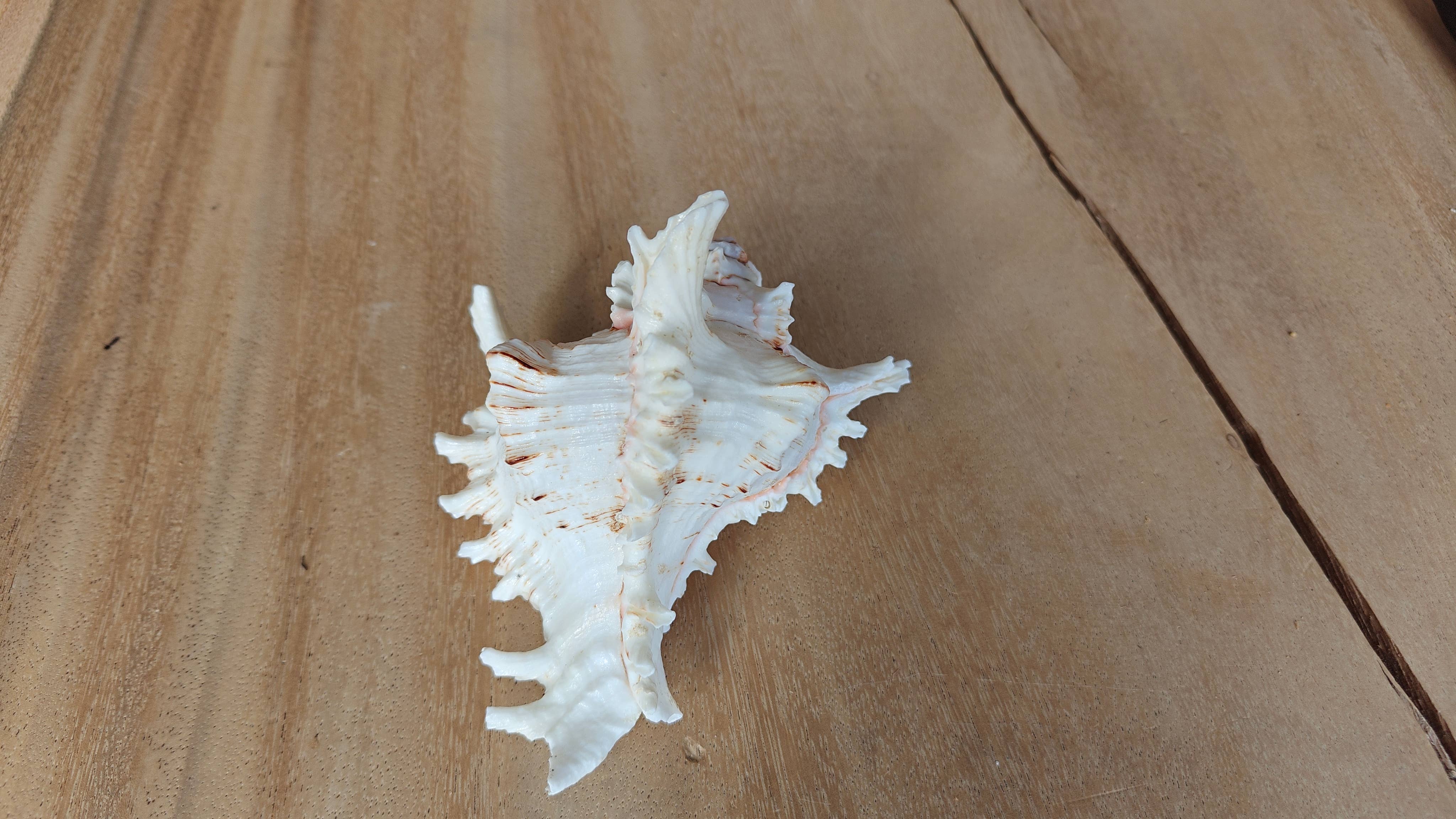 Product Import Holland - Wholesale Decorative Tabletop Object - Rogik Medium - nature - shell - decoration - coast1