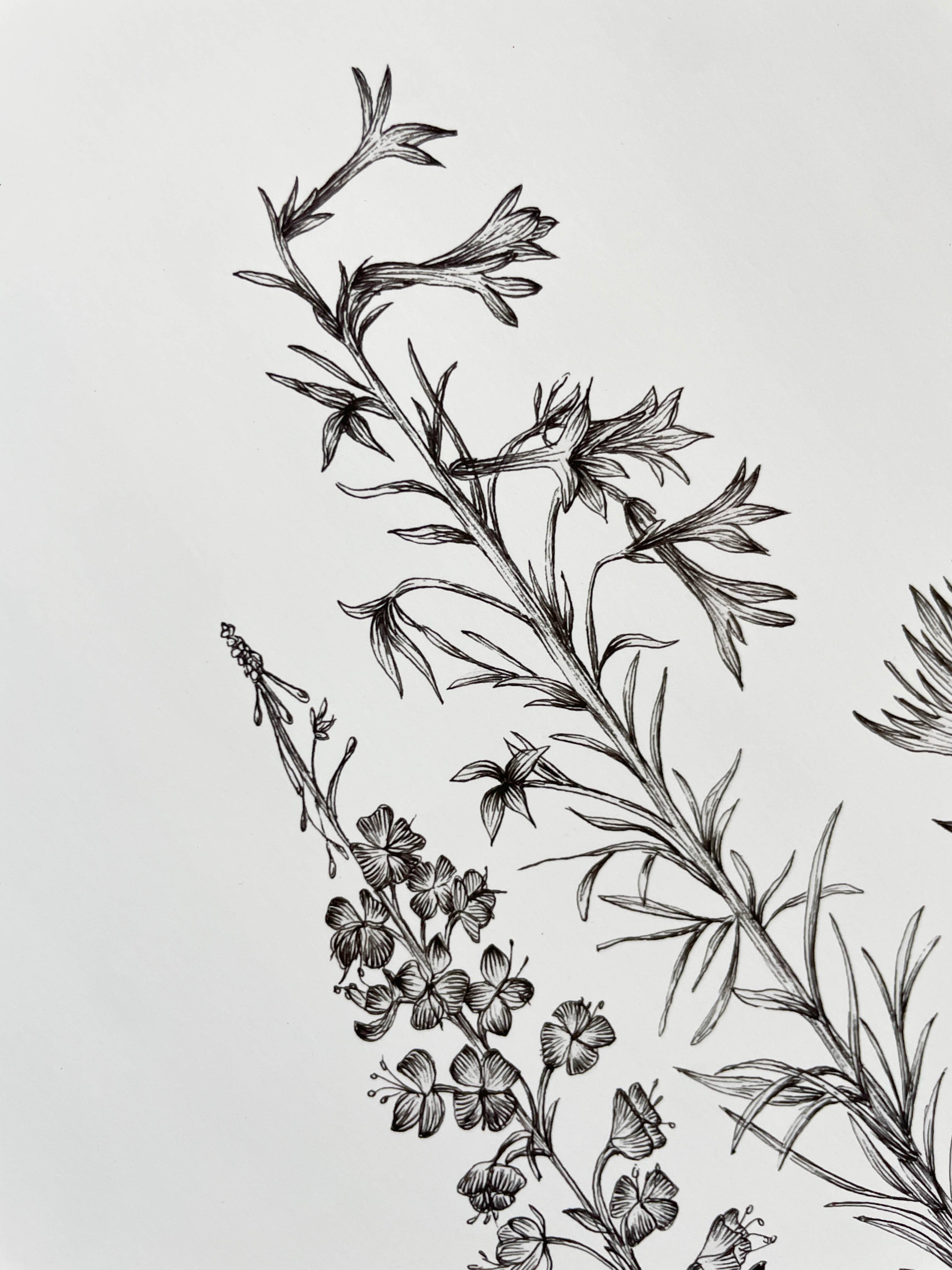 Vanee.ink - Wholesale Art Print - Alpine Wildflowers Print7