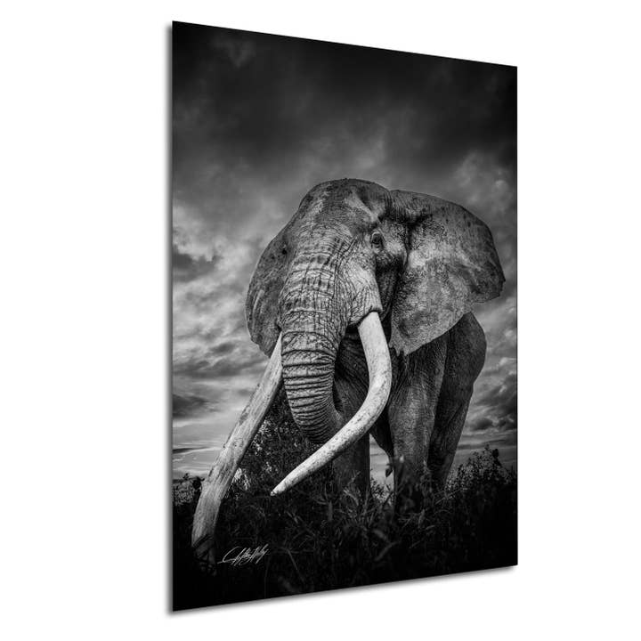 Tusker Elephant Wall Art | Boho Abstract | for wholesale by Clifton Haley Photography