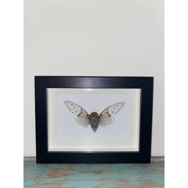 Ayuthia spectabile, White Ghost Cicada, in a Black Frame for wholesale by Newman Art Designs