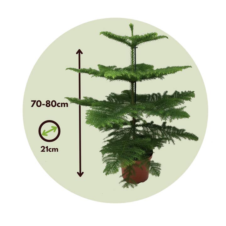 Oasis of Life - Wholesale Live plant - Norfolk Island Pine – Araucaria heterophylla – Height 70–80cm – Ø21cm – Evergreen Houseplant & Sustainable Christmas Tree Alternative – Tropical Araucaria from Australia – Easy to Care for & Long-lasting9