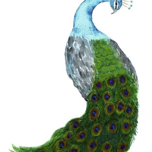 SAS {Seattle Art Studio} - Wholesale Everyday Greeting Card - Peacock
