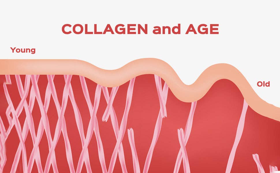 Hearthy Foods - Wholesale Protein/Superfood Powder - Collagen+ with Hydrolyzed Collagen Powder - Biotin - Hyaluronic Acid & Vitamin C7