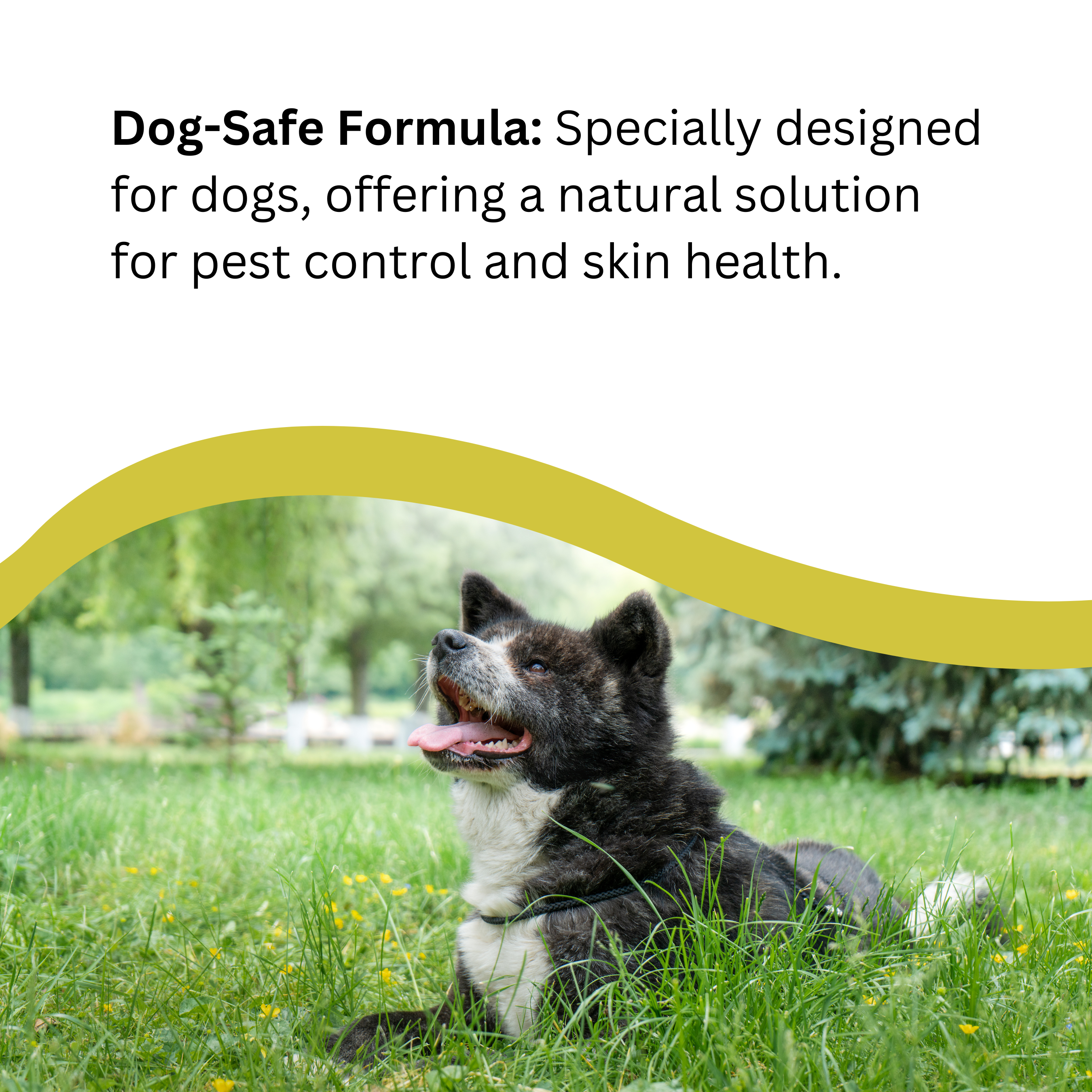 Natures Greatest Secret – wholesale Pet spray – Dog – NEW Natural Tick & Flea Repellent Colloidal Silver for Dogs4