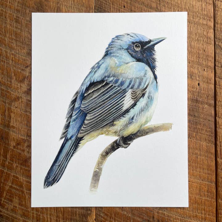 Black-throated Blue Warbler - Watercolor Art Print for wholesale by Amy Shawley Paquette