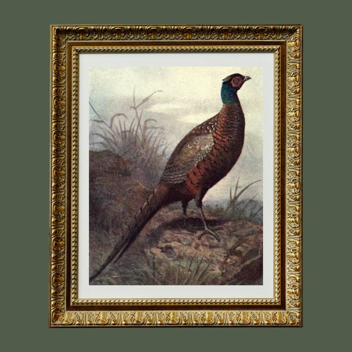 Sea to Skye - Wholesale Art Print - Wild Pheasant Antique Print4
