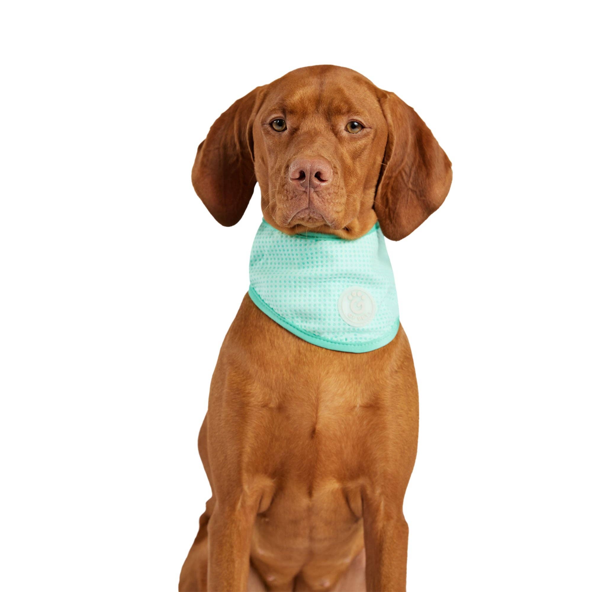 GF Pet - Wholesale Pet Bandana - Dog - ICE BAND - Dog Cooling Bandana - Aqua