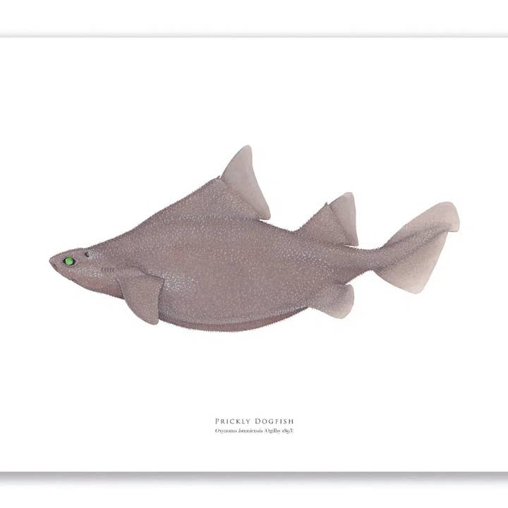 Prickly Dogfish - Fine Art Print for wholesale by Stick Figure Fish