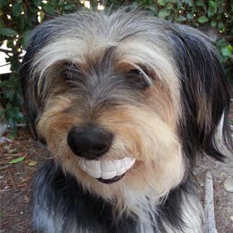 MOODY PET - Wholesale Pet Chew Toy - Dog - Humunga Chomp3