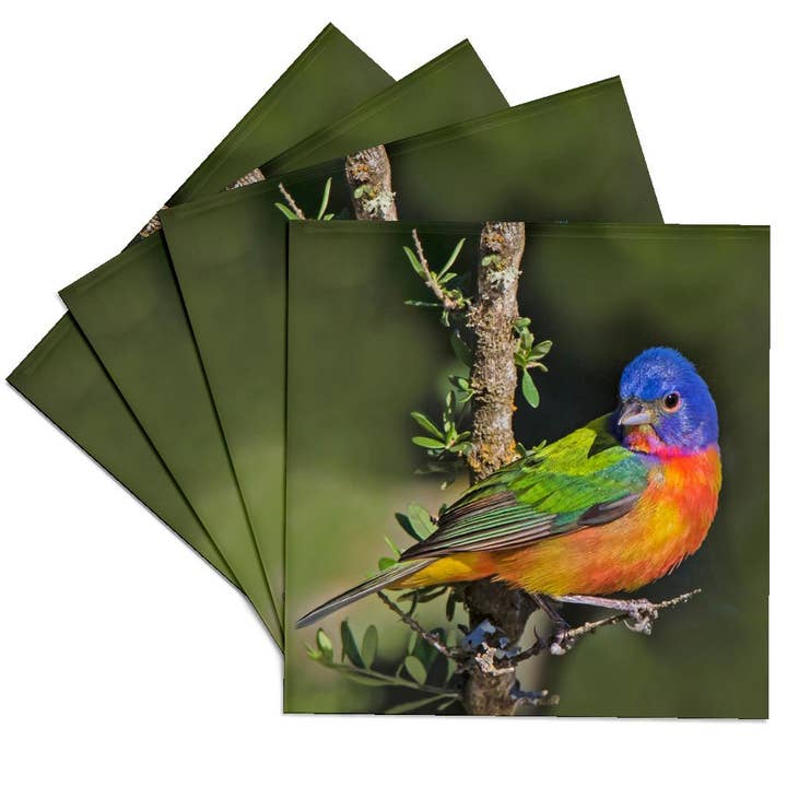 3dRose - Wholesale Coasters - 3dRose, Painted bunting foraging in brush country near the Rio Grande, Texas., Coaster