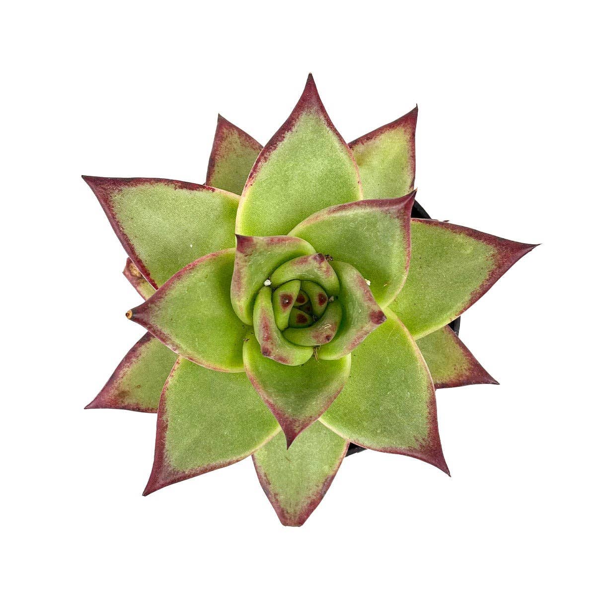 Best Plant Friend - Wholesale Succulent - Echeveria agavoides Ebony Succulent 2in/ 4in