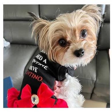 Jeg har ikke brug for en valentinskjole- Hundekjole for engroshandel hos Bark Fifth Avenue