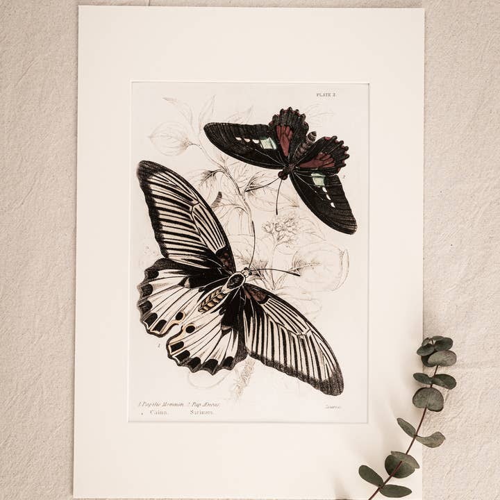 Coultura - Wholesale Gallery Wall Set - Framed Gallery Wall Set – Vintage Butterfly Botanical Art Prints (Set of 6, Black Noir Frame)11