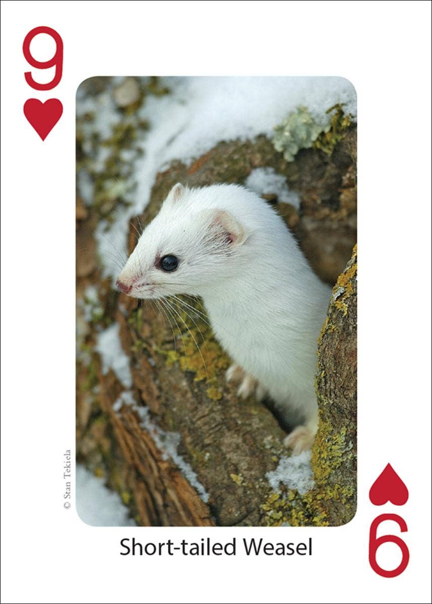 AdventureKEEN - Wholesale Playing Cards - Mammals of Northwest Playing Cards3