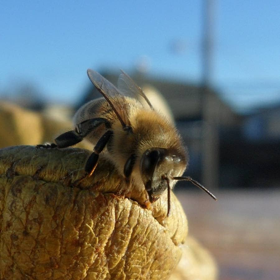 Eastvan bees - Wholesale Plant Seeds - Bee Blend Wildflower Seed Pack W/pin4