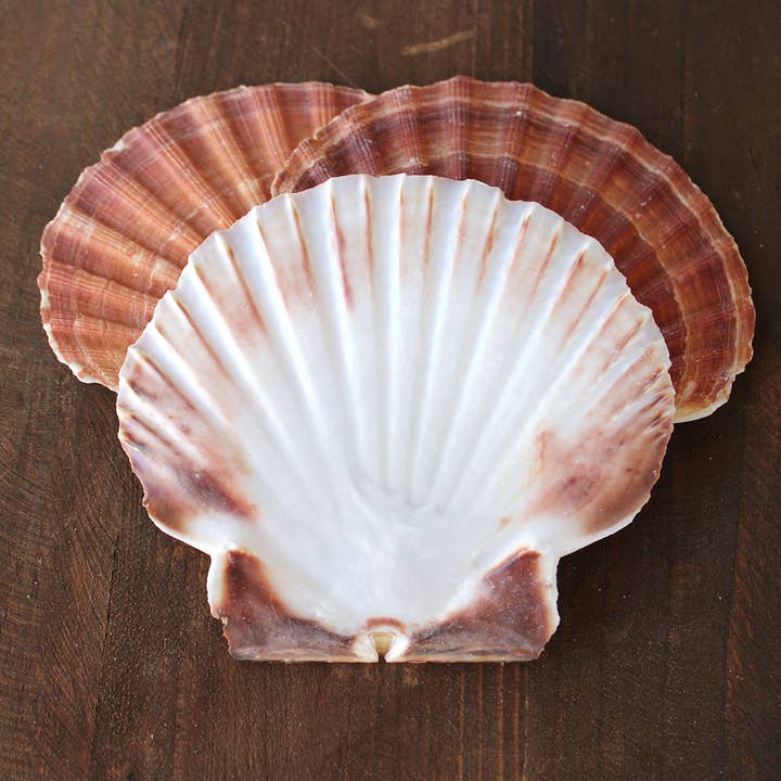 California Seashell Company - Wholesale Decorative Tabletop Object - Irish Flat Pectin Seashells - 3-5" (Rough Edges)1