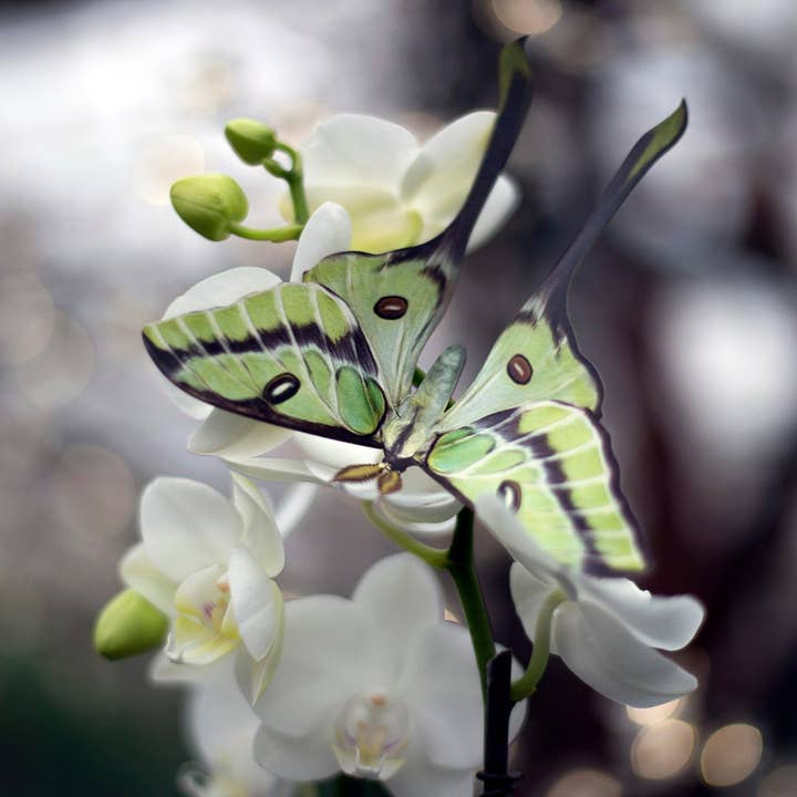 Moth and Myth - Venta al por mayor Recortables - Set de insectos de hojas y polillas Besanti «Leaf»
