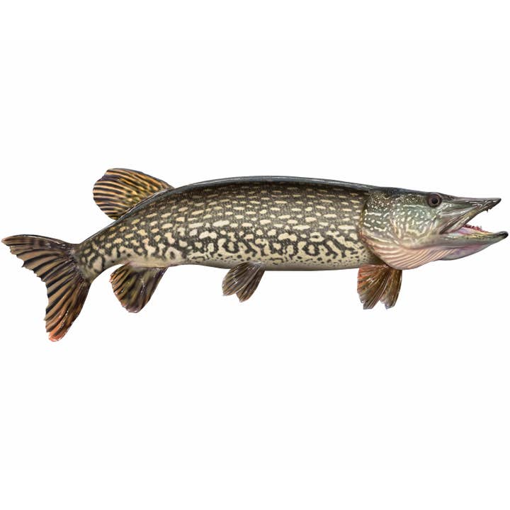 Reelistic Replicas - Wholesale Wall Accent - Northern Pike Replica - Metal, Realistic Northern Replica