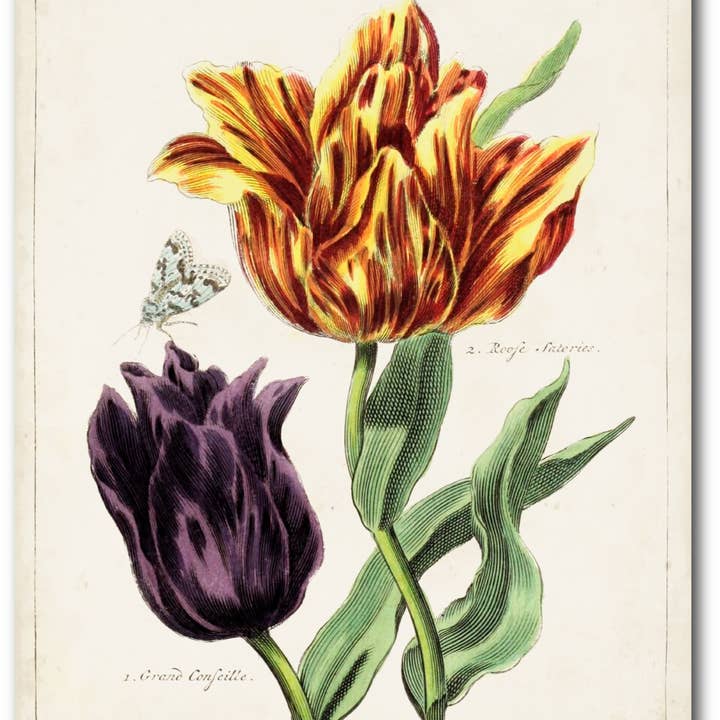 Tulip Classics III Gallery-Wrapped Canvas Wall Art for wholesale by Courtside Market