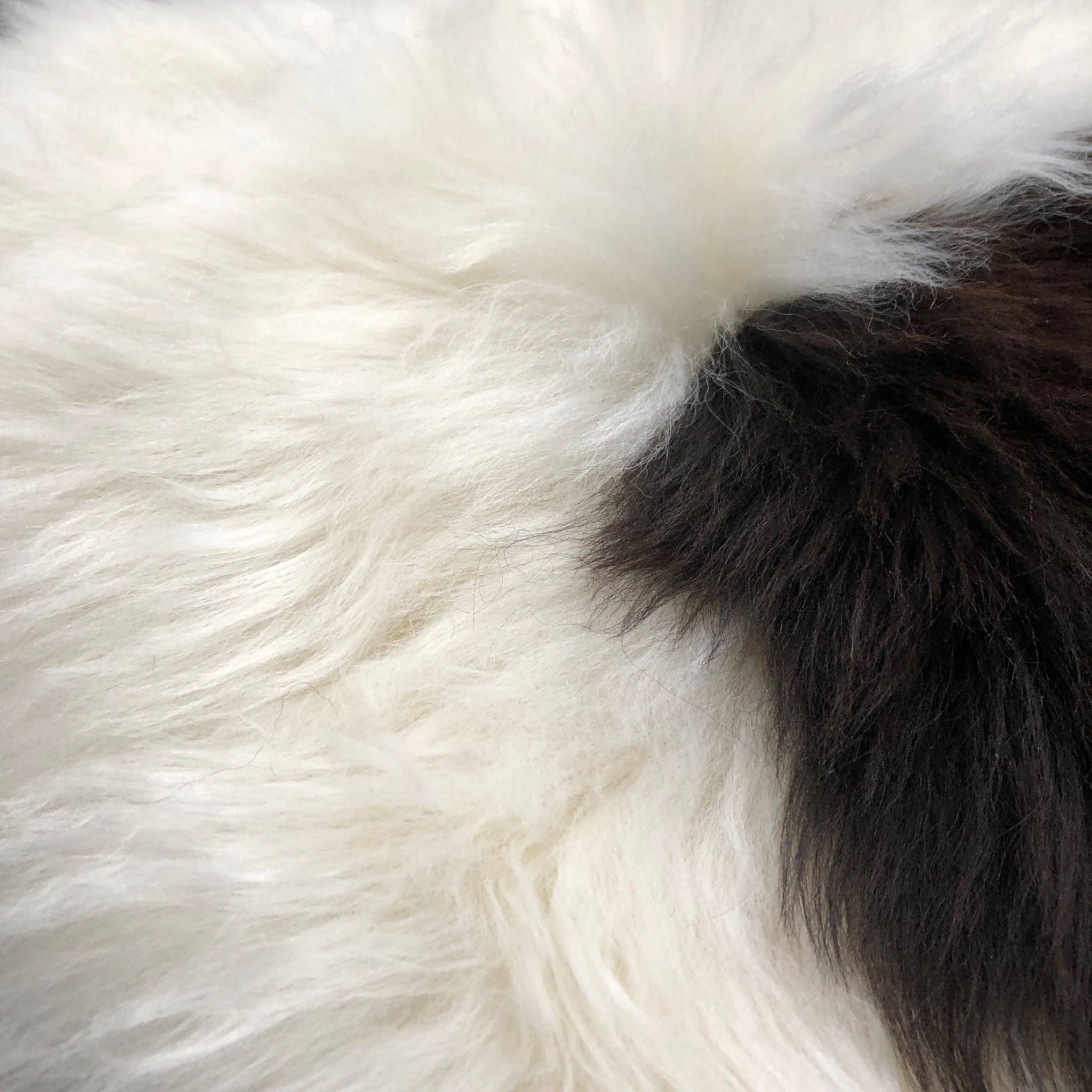 Wildash London – Großhandel Stuhlkissen – 100 % echtes Schaffell Sitzkissen, cremefarben mit dunkelbraunem Akzent12