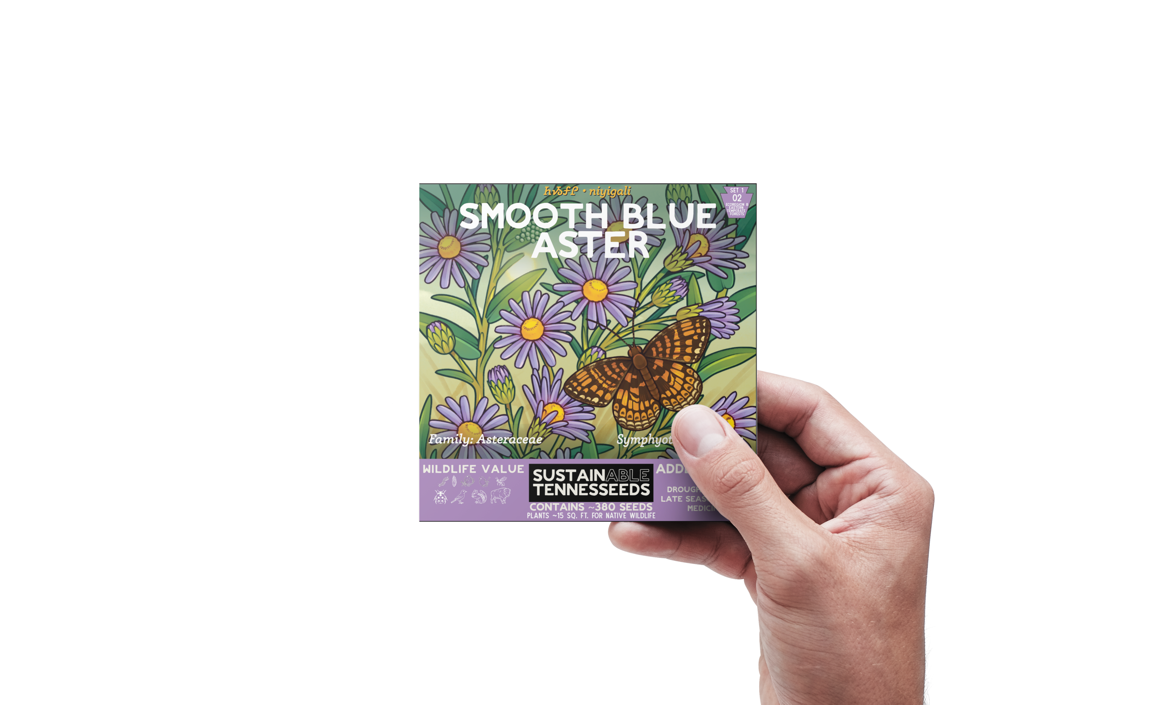 Plant for a Change – Engroshandel Plantefrø – Glathovedet Asters1