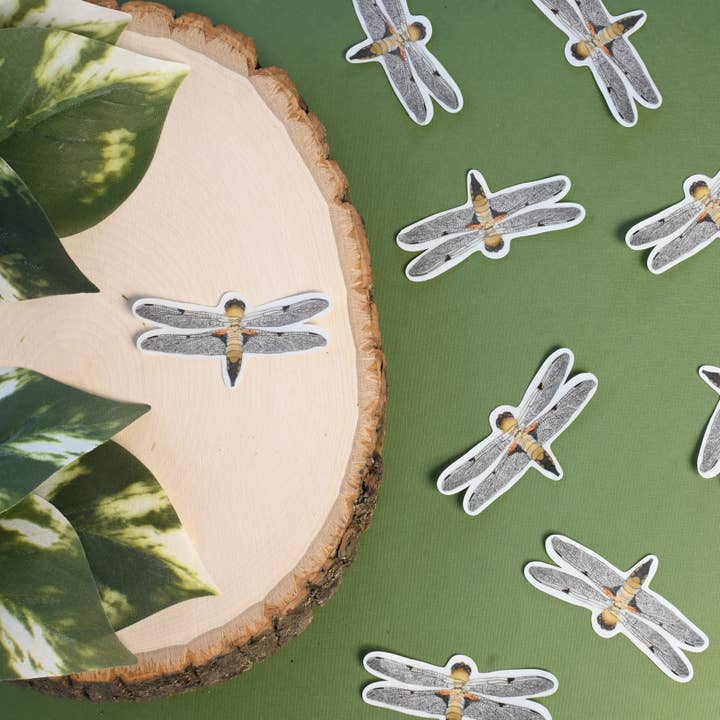 Four Spotted Chaser Dragonfly Sticker for wholesale by Giselle Luna