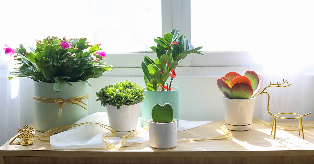 Best Plant Friend - Wholesale Plant Pot - 4 inch White Minimalist Pot with Saucer - Pot for Houseplant7