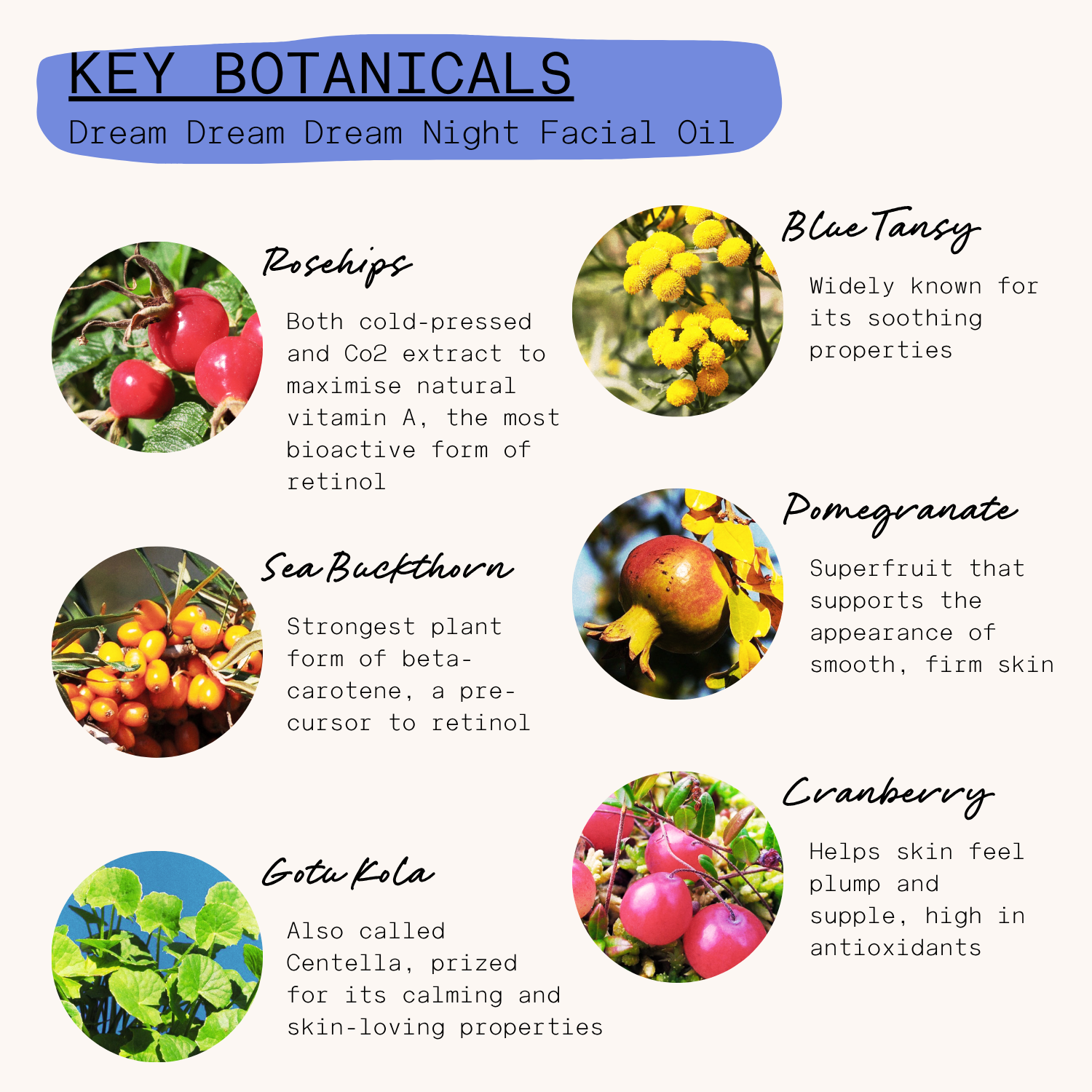 Neighbourhood Botanicals - Wholesale Facial Oil - 'Dream Dream Dream' Night Facial Oil, 30ml3