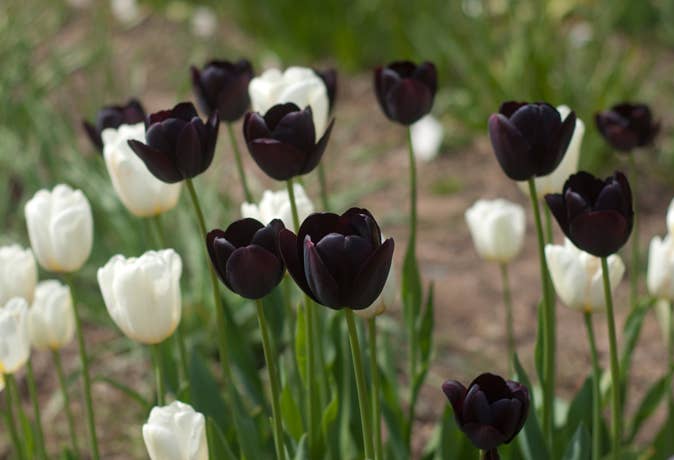 Thorsen's Greenhouse - Vente Plante - Bulbes de tulipes - Mélanges uniques - Vivaces6