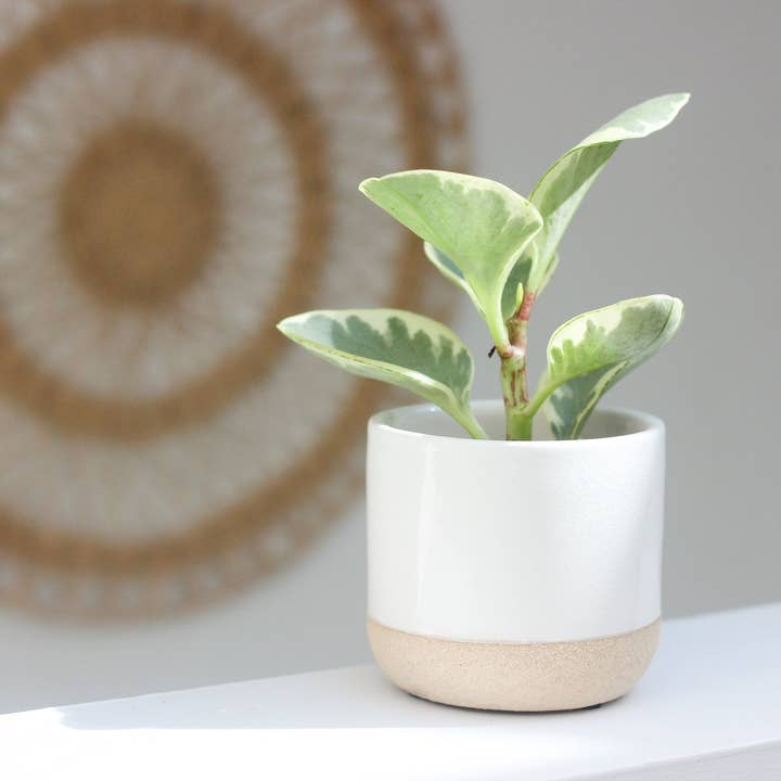 Sprout & About - Vente Pot - Petit pot de fleurs en céramique blanc sur beige2