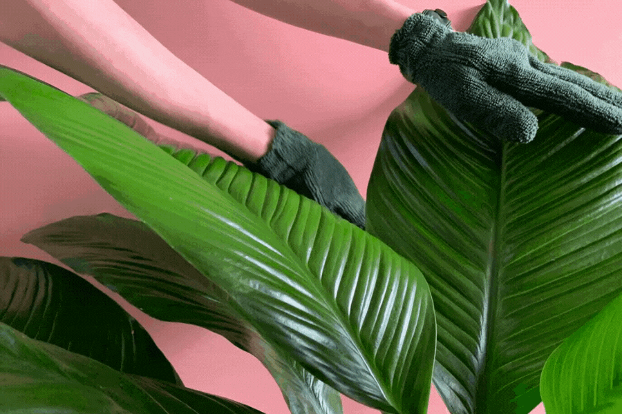 We the Wild Plant Care - Australia - Wholesale Fertiliser - Leaf Health Kit - Case of 32