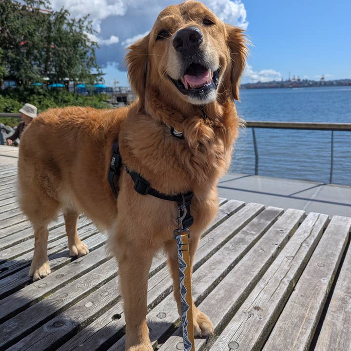 Woof & Stuff - Wholesale Pet collar – Dog - Mountain Mornings Collar3