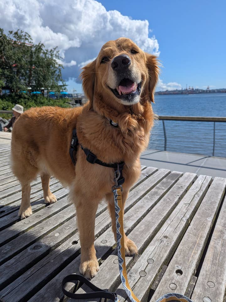 Mountain Mornings Leash for wholesale by Woof & Stuff